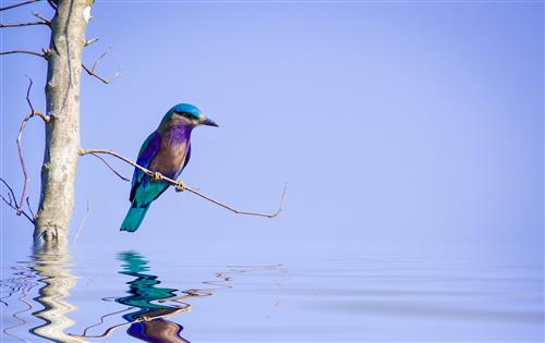 IndianRoller (Custom).jpg