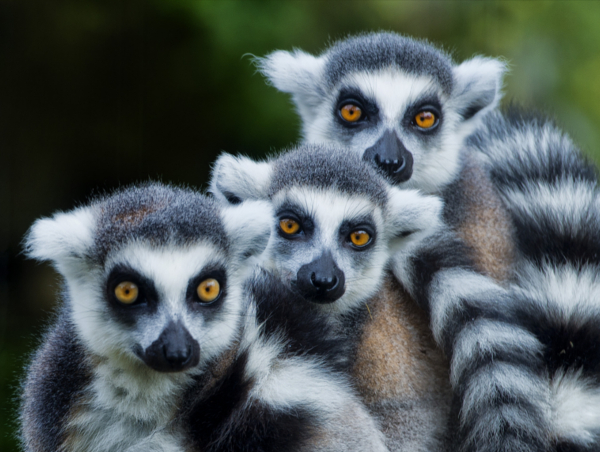 Lemurs.jpg